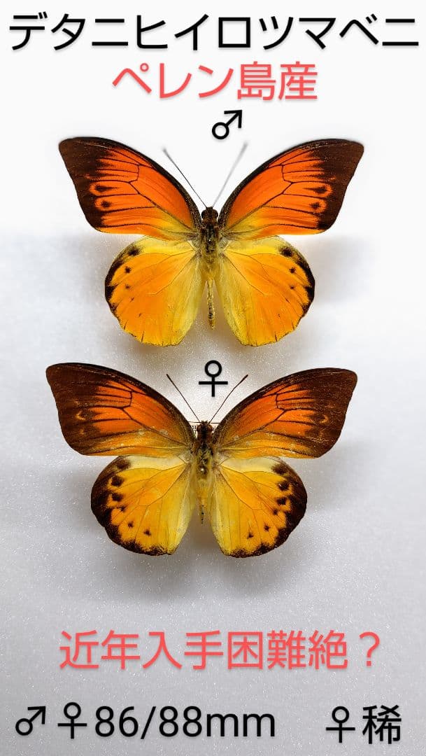 デタニヒロツマベニチョウ♂♀標本★ペレン島産★美麗ペア標本近年入手困難