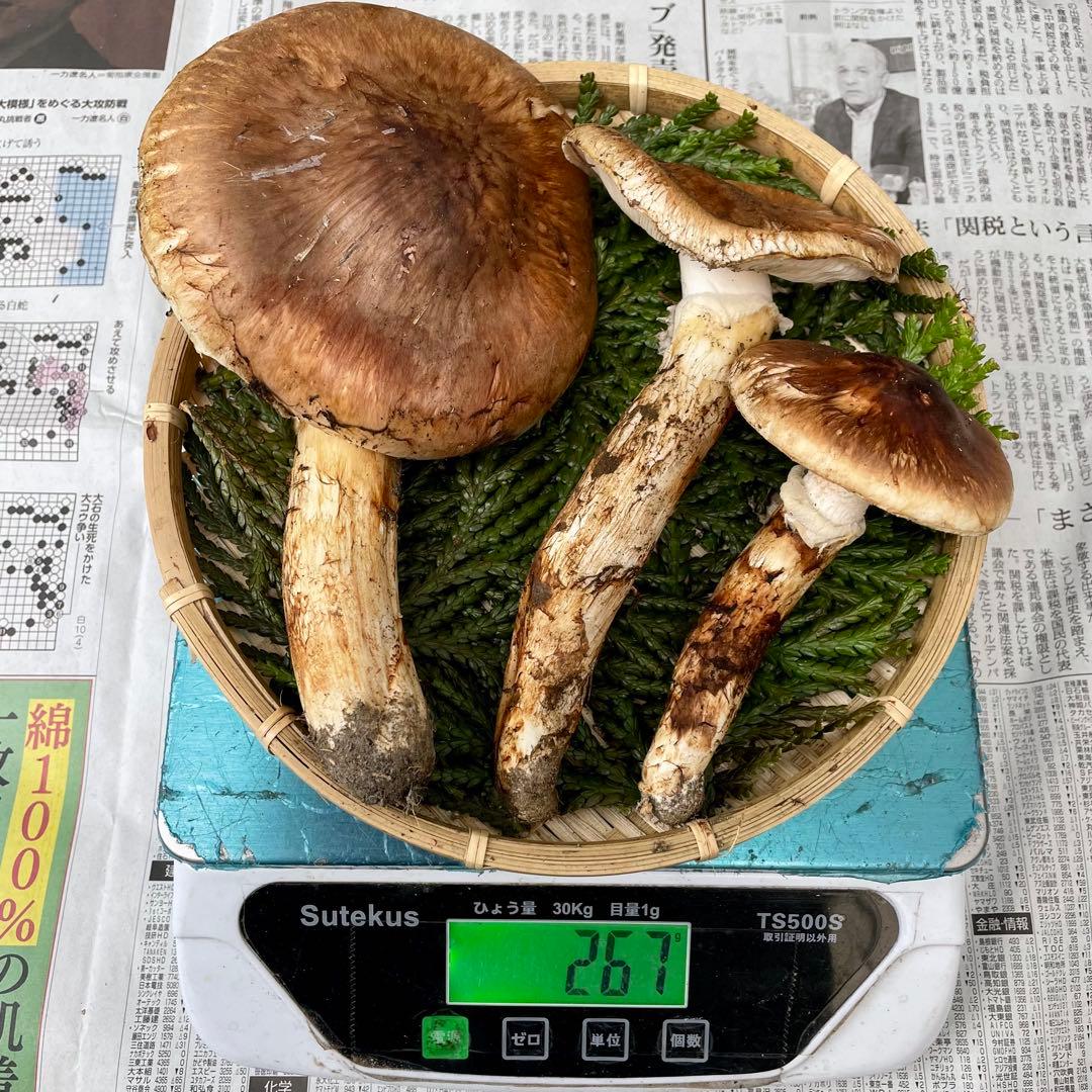 天然きのこ 松茸 国産 良品‼️ マツタケ まつたけ 森の凛さん採取 その168