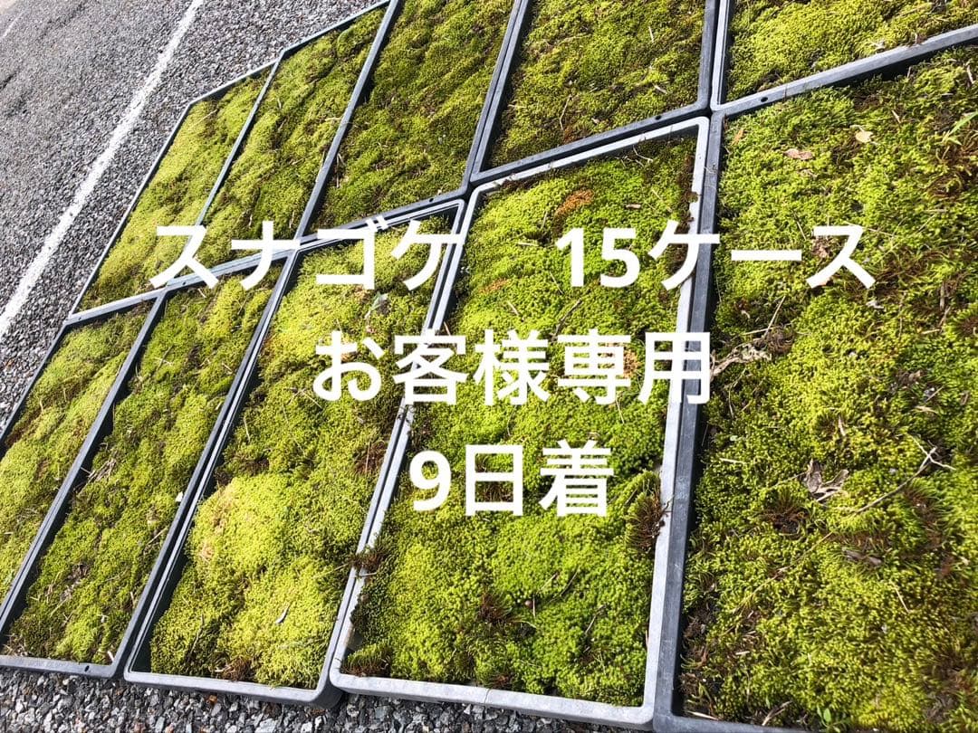 スナゴケ　砂苔　15枚 円　送料込み　天然 40㎝✖︎30㎝