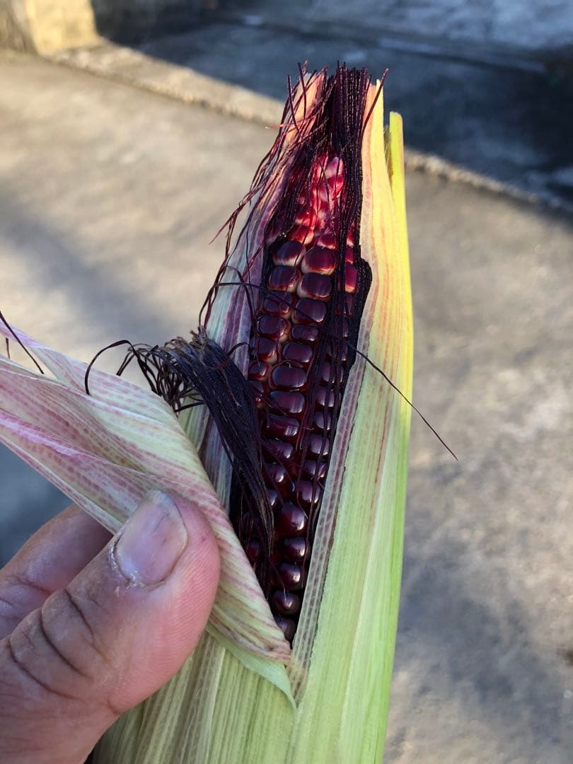 かねなな　大和ルージュ5キロ