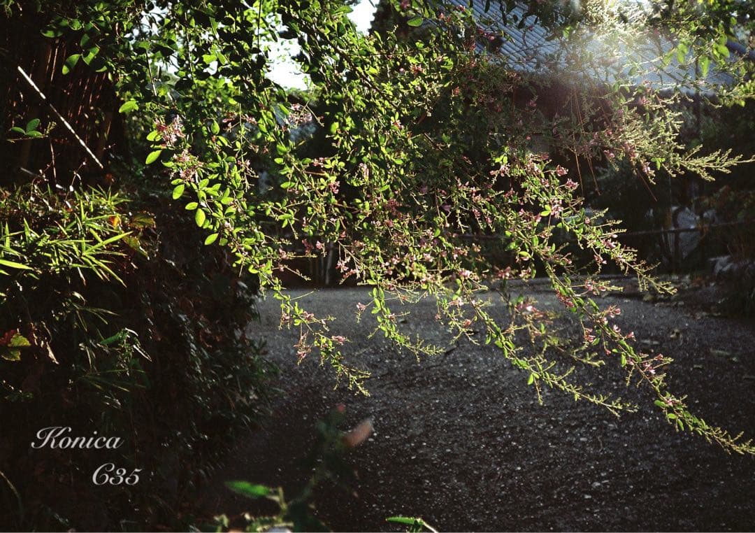 ★希少・完動品★konica c35★本革外装＊美品＊初期保証★入門に！