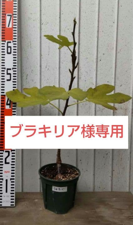 【ブラキリア】イチジク苗4本セット