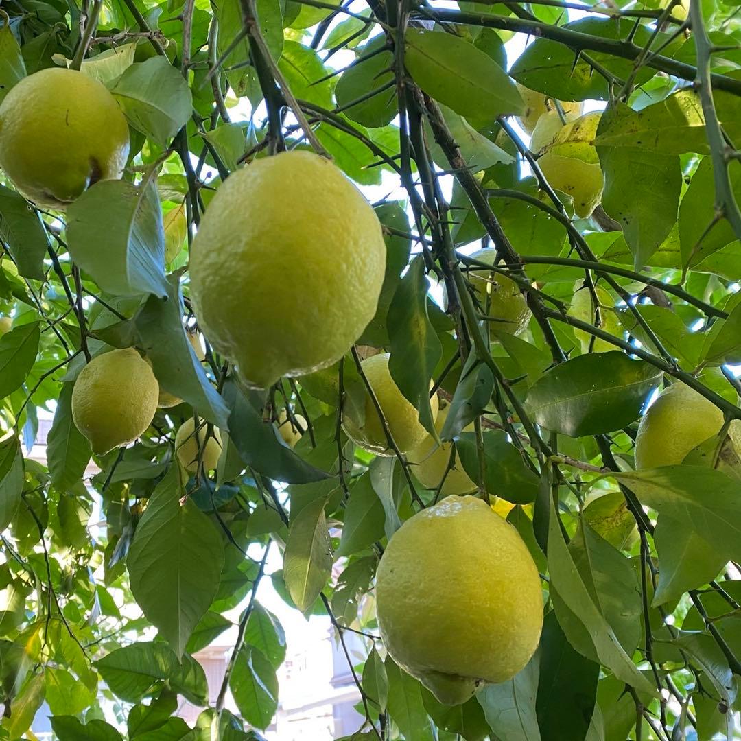 【特大】レモン　安心　農薬不使用　2/7.8（土日）収穫発送予定 有機肥料