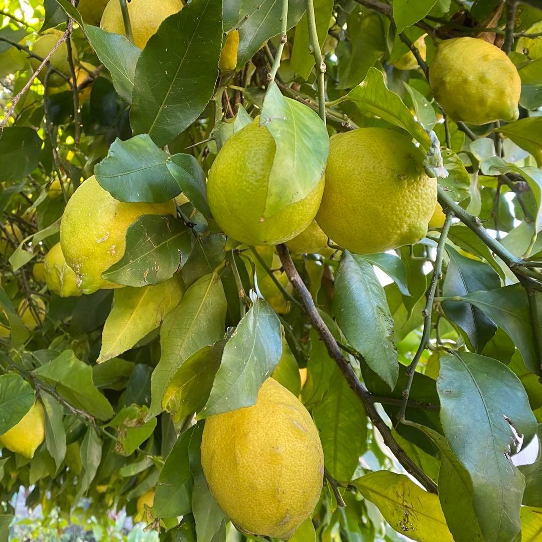 【特大】レモン　安心　農薬不使用　2/7.8（土日）収穫発送予定 有機肥料