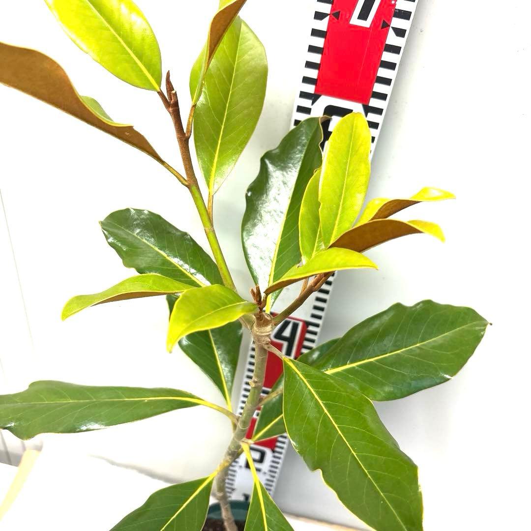 42. ケイパレス マグノリア 泰山木 タイサンボク 苗 苗木 小型品種