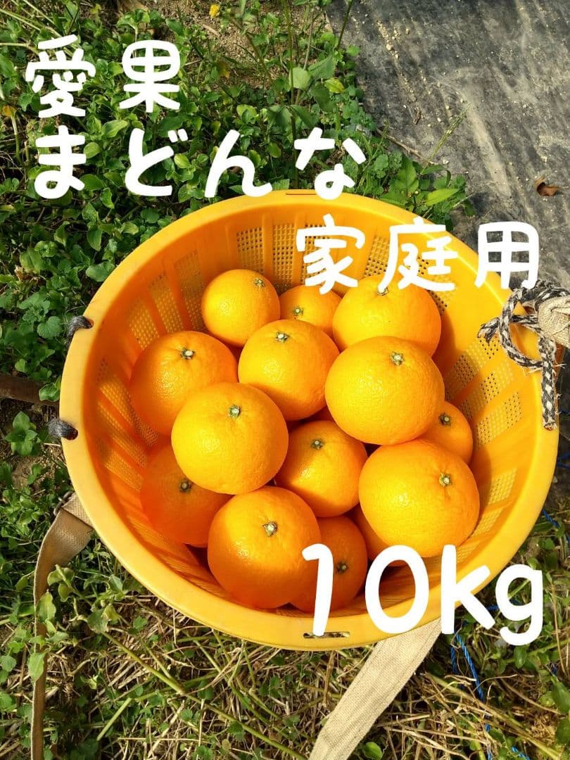 100愛果 まどんな 家庭用 10kg