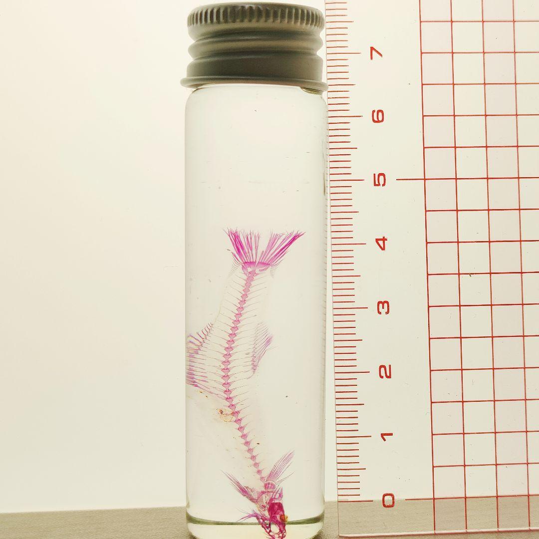 大特価☆数量限定☆透明骨格標本 11本セット レア 深海生物含む