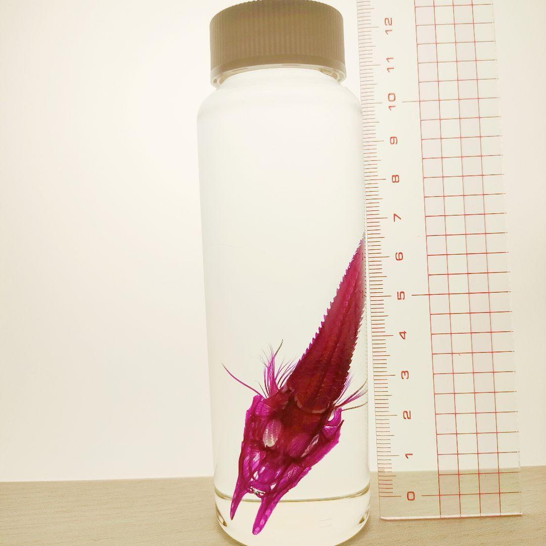 大特価☆数量限定☆透明骨格標本 11本セット レア 深海生物含む