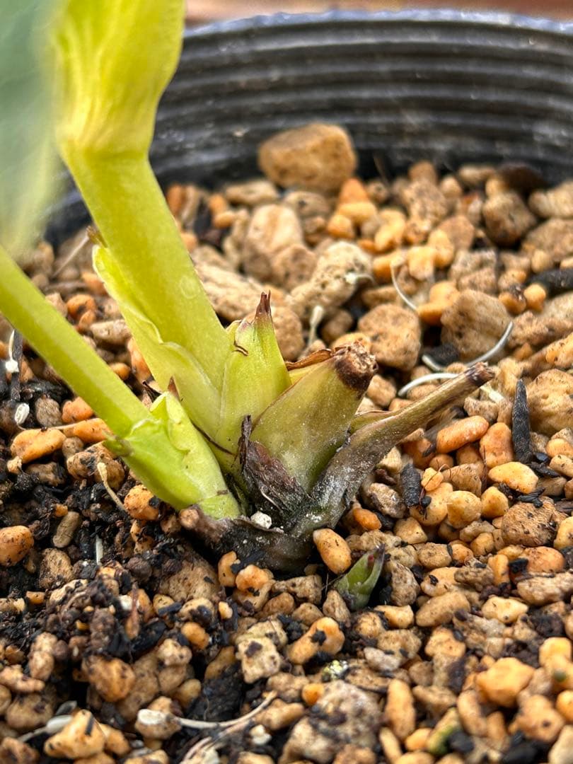 本日発送　アンティークアフロメビウス交配　イエローアフロディーテピコティ