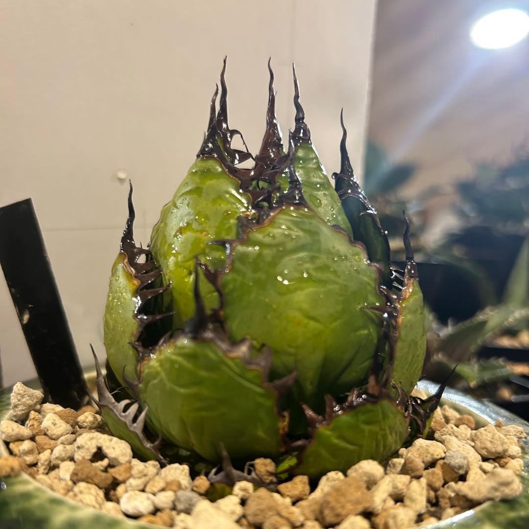 シャムロック　その他購入者キャンセル