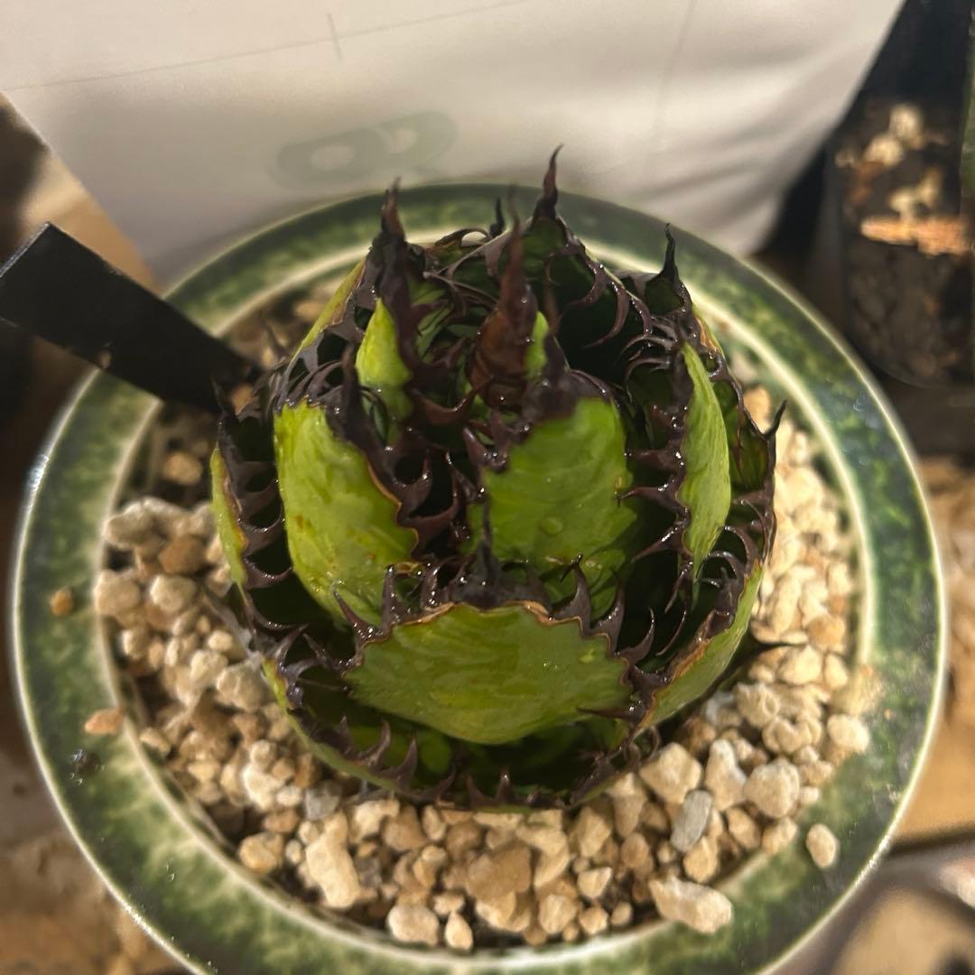 シャムロック　その他購入者キャンセル