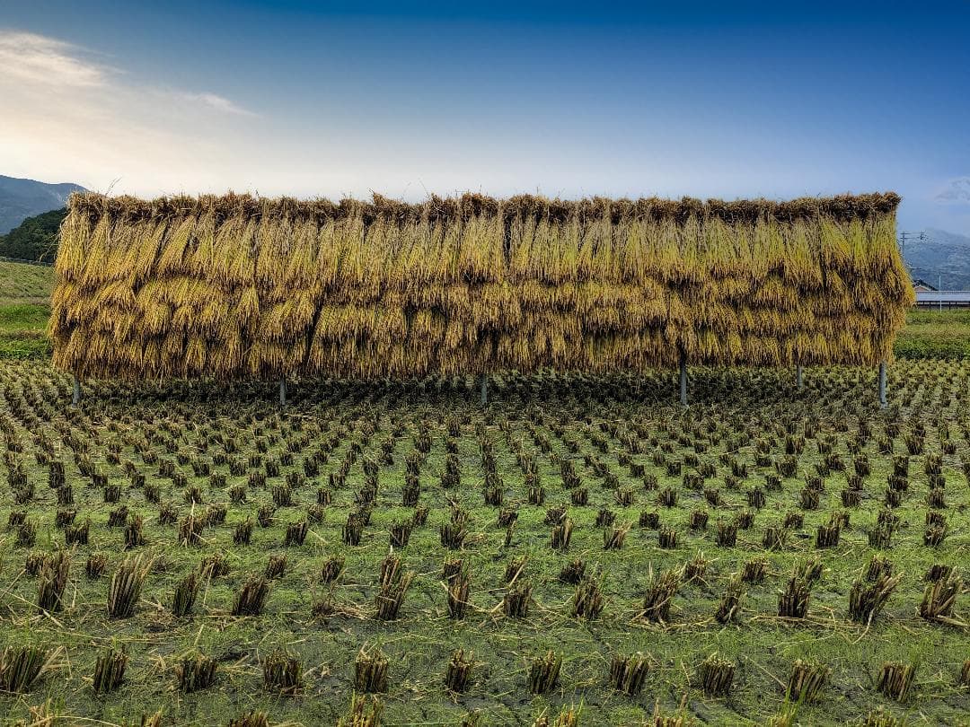 ほし　こだわりのお米20kgと米粉1.5kg