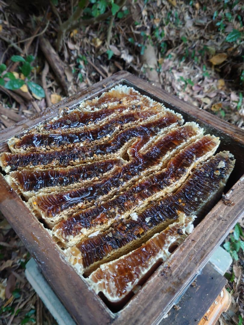 天然熟成2年　希少　日本ミツバチ 国産天然はちみつ100%600g(J1Y2箱)