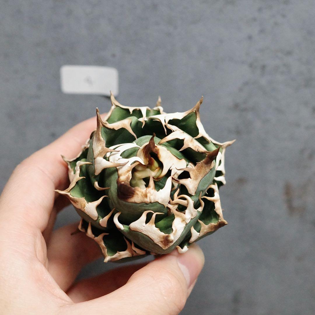 早い者勝ち！アガベ　チタノタ　オテロイ　赤猫　ゴリ猫　コンパクト　4