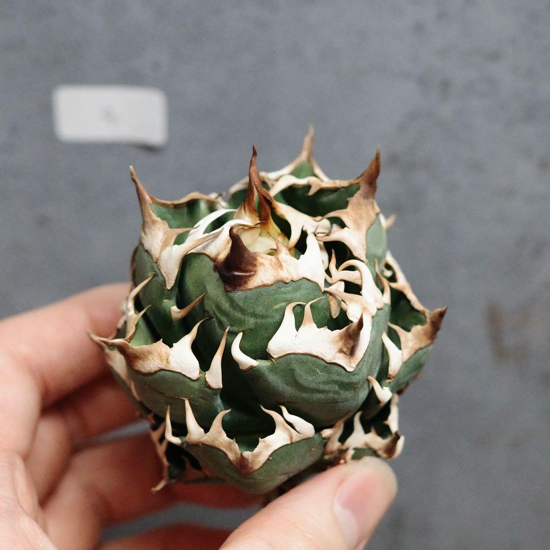 早い者勝ち！アガベ　チタノタ　オテロイ　赤猫　ゴリ猫　コンパクト　4