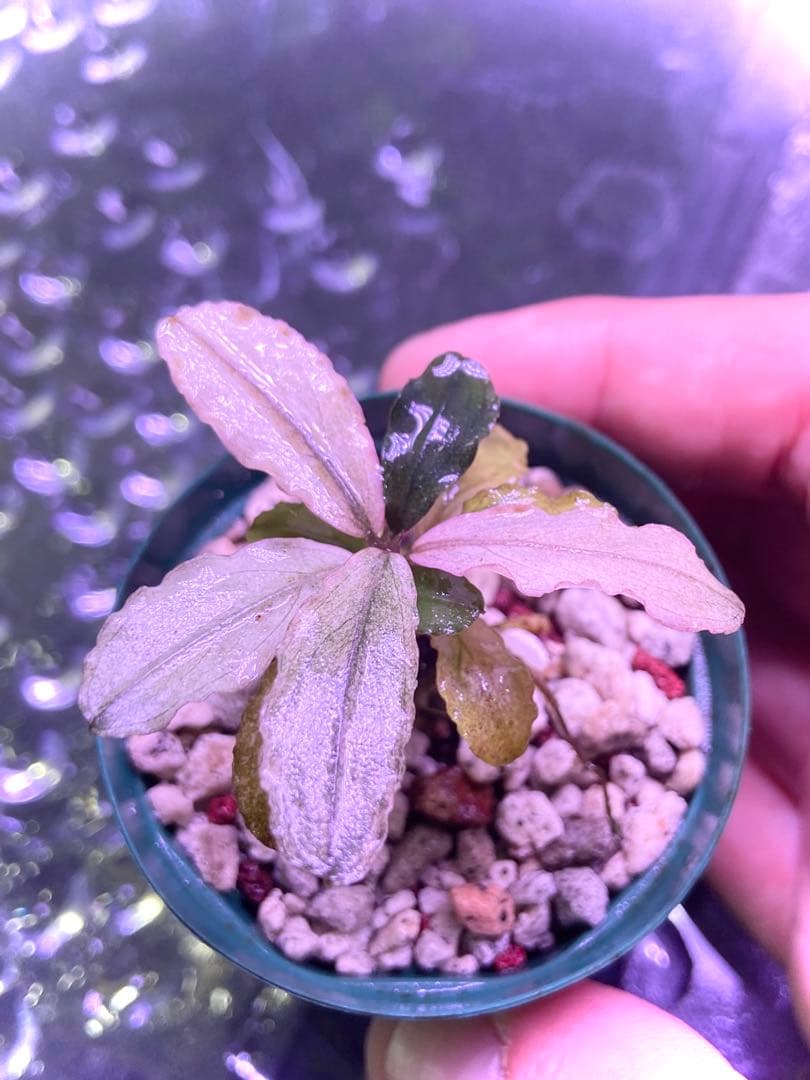 ブセファランドラ sp, ピンクバリエガータ 水上葉