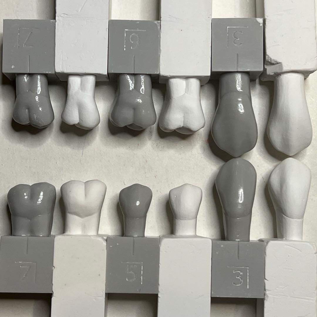 普通石膏 等倍大 歯型彫刻6本