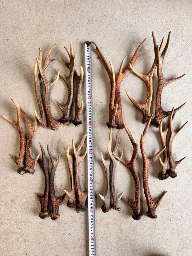 日本鹿の角 10対(20本セット) No.3