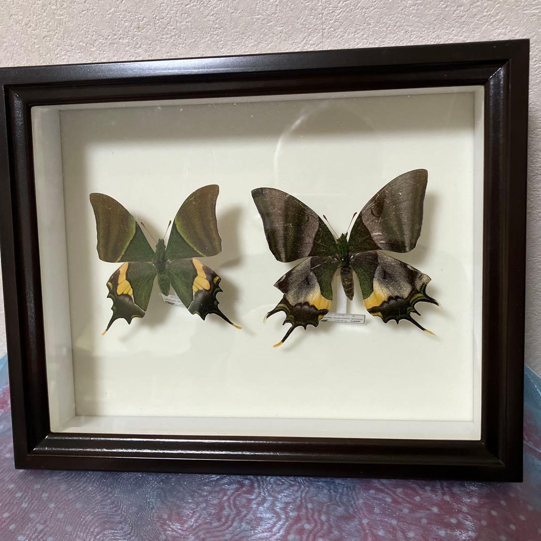 テングアゲハ　ペア（ベトナム）