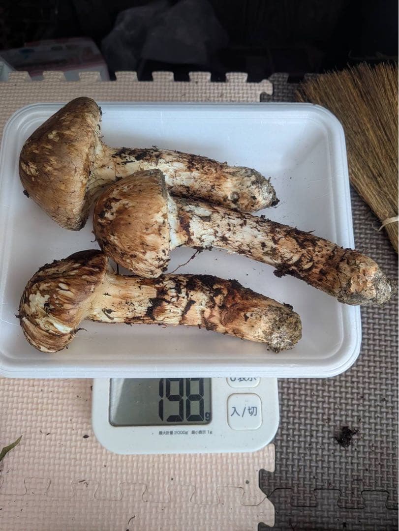 岩手県産 松茸 198g