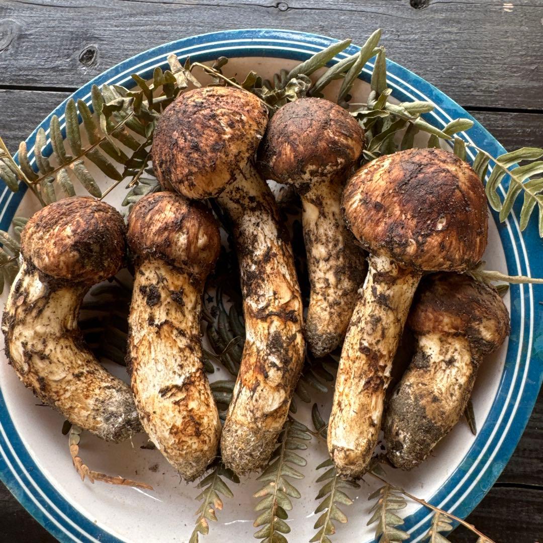 10/15朝採れ南信州産松茸180g