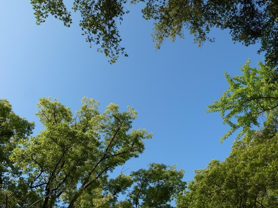 ✨ショット数1632回で美品✨GR DIGITAL III　546