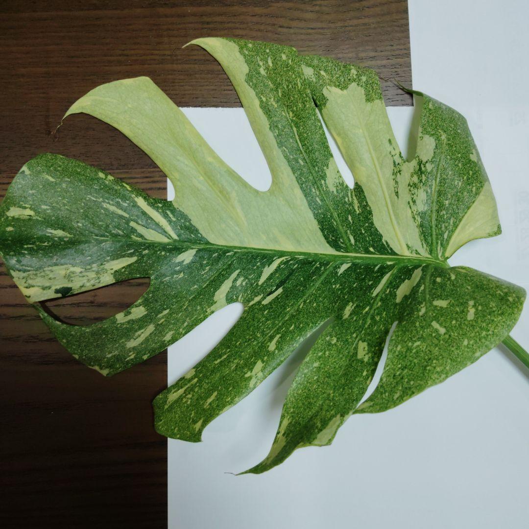 け*ん様 希少 モンステラ デリシオーサ スターライト トップ カット