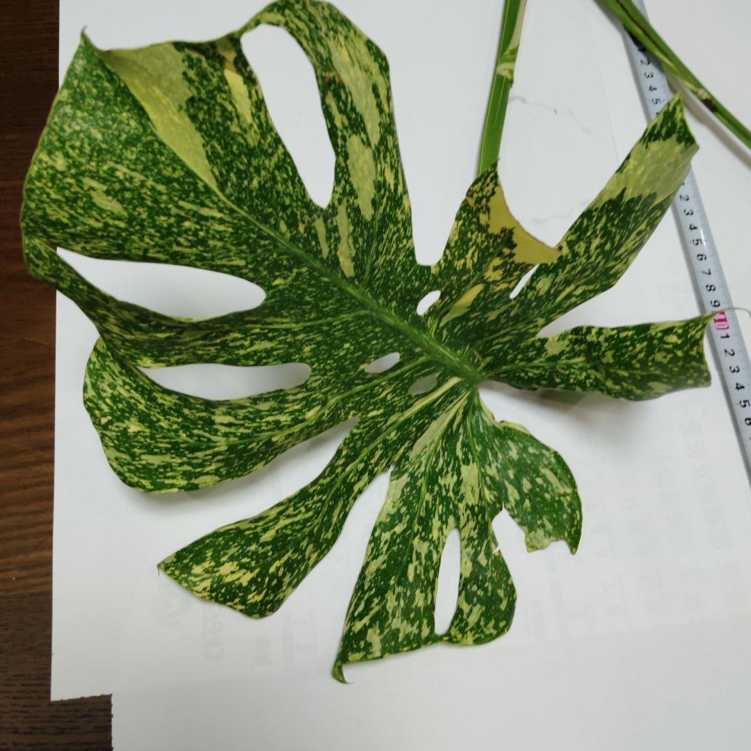 け*ん様 希少 モンステラ デリシオーサ スターライト トップ カット