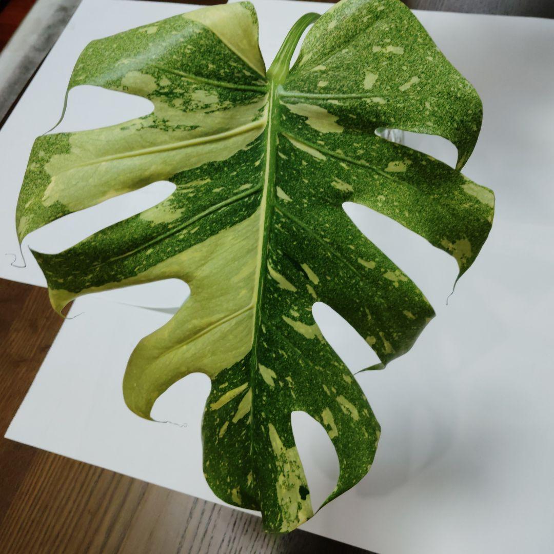 け*ん様 希少 モンステラ デリシオーサ スターライト トップ カット