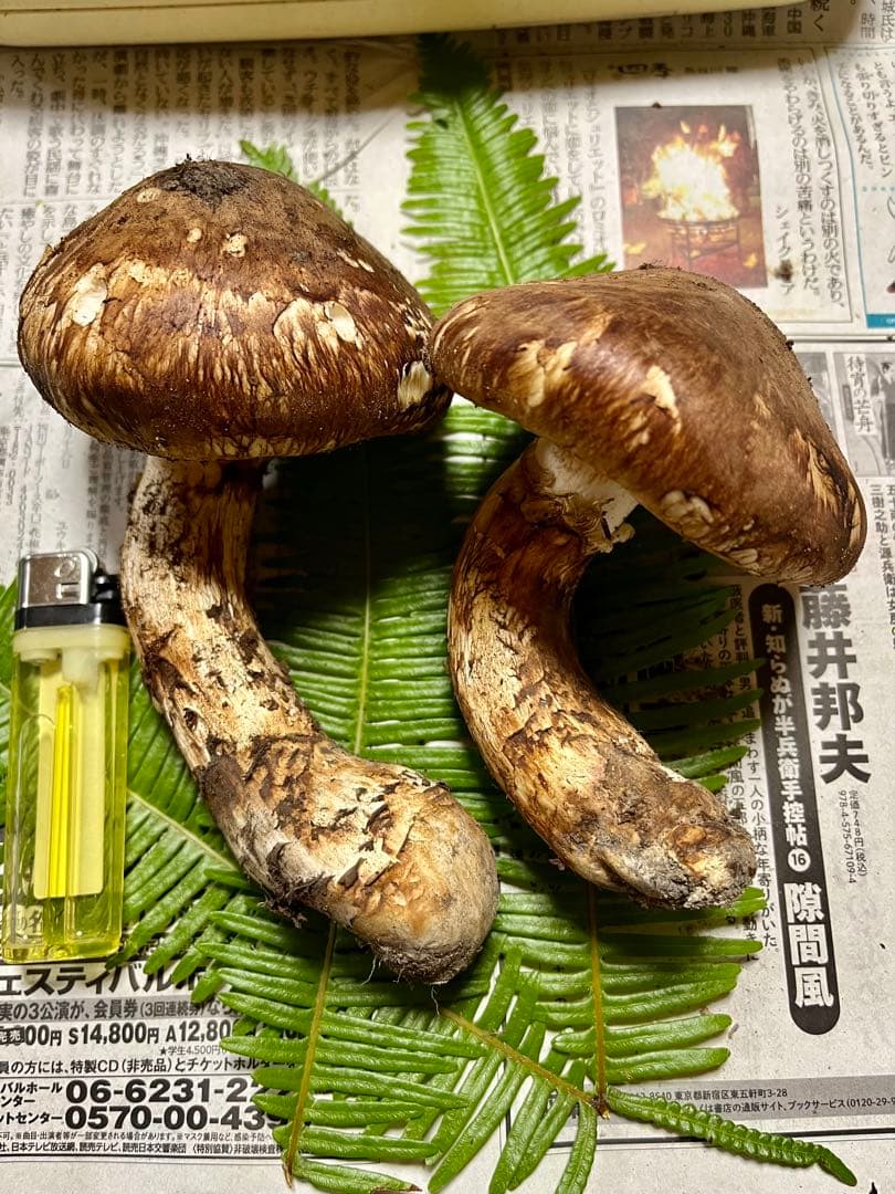 【大阪泉州産】天然松茸　採れたて開き良品2本200g 香り最高♪