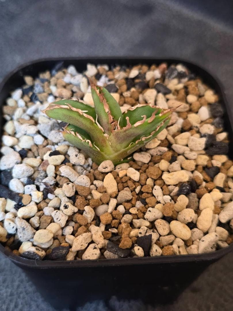 Agave IVORY W.A3 　子株　発根済　訳アリ格安注意事項