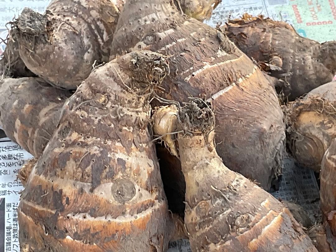 Masakadu Nakamura分　海老芋　12,5kg ④