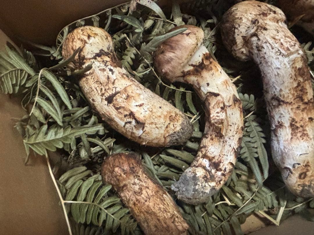 岩手県産松茸320g