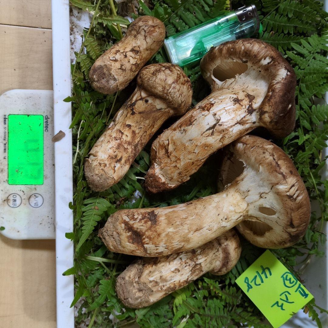 いよいよ最終間近　和歌山松茸　新鮮朝市　込み込み　412㌘