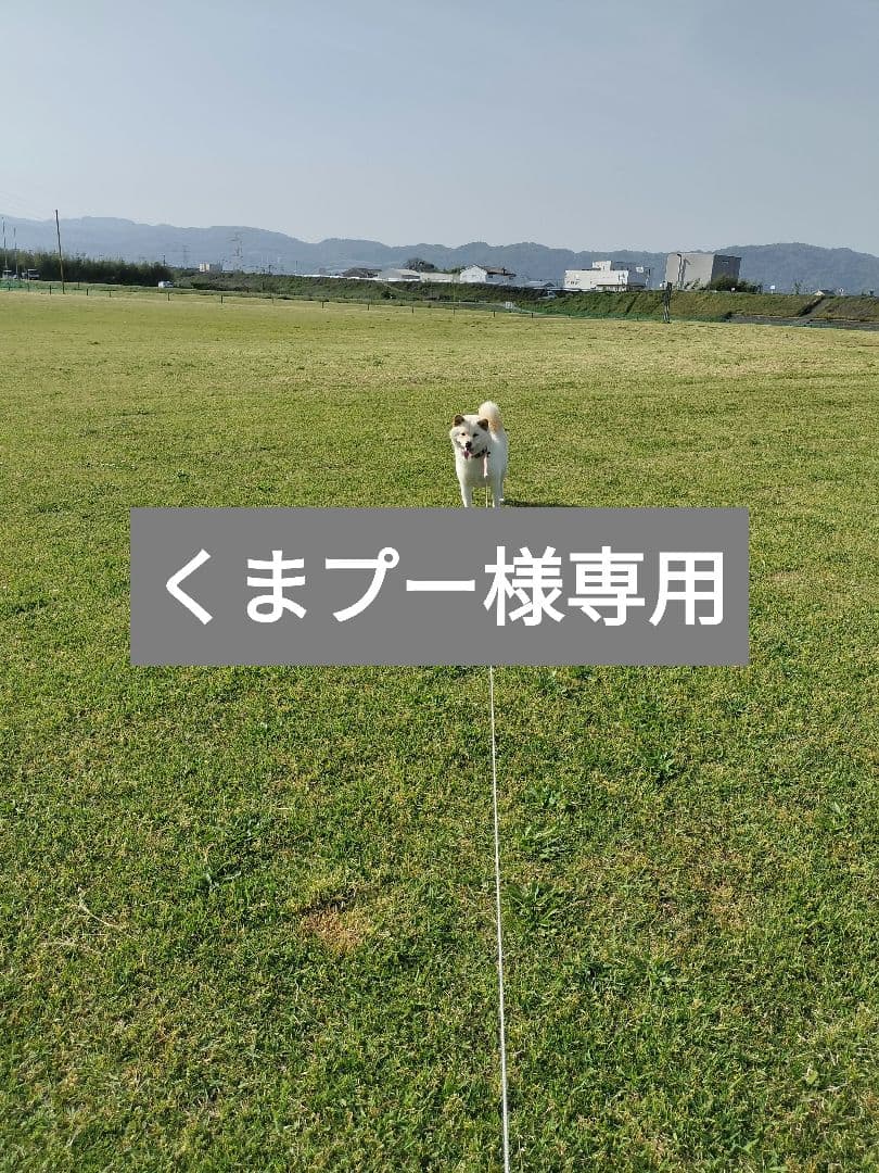 くまプー　てんたかく