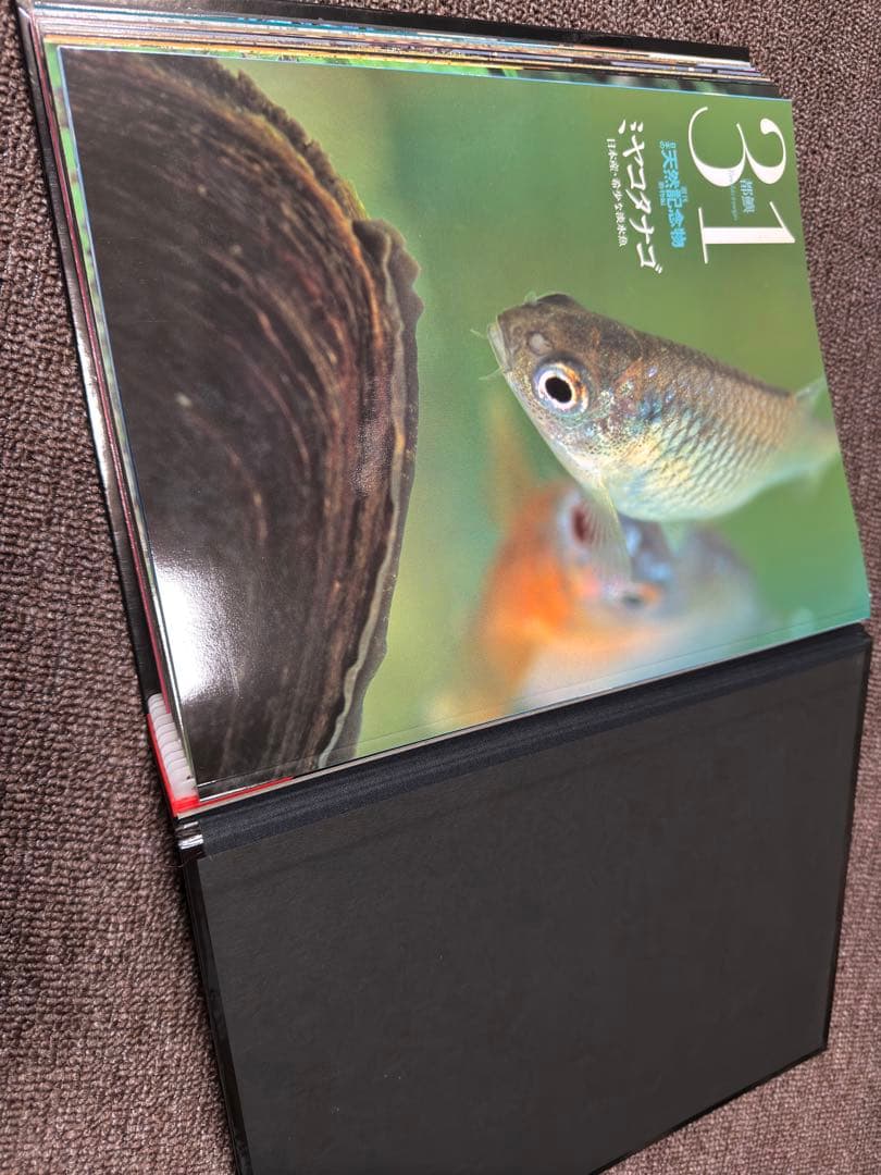 週刊 日本の天然記念物 動物編 全50巻+フィギュア+公式トレカ