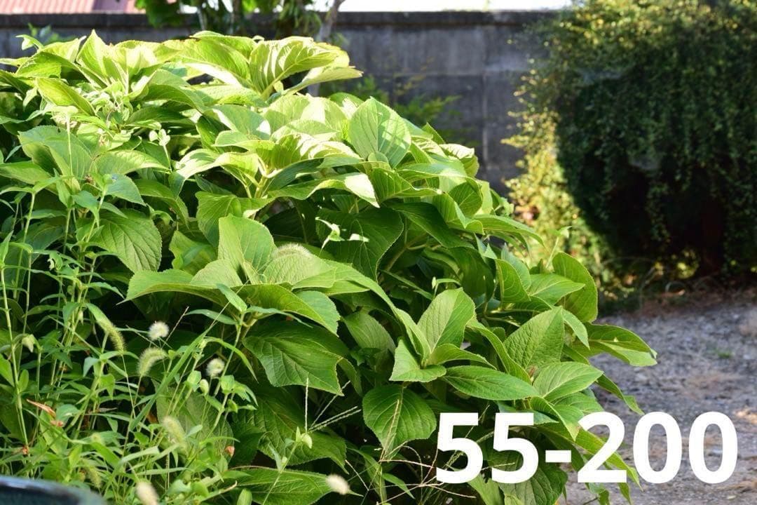 【Wi-Fi搭載】人気 Nikon D5300★ ダブルレンズ ショット数少