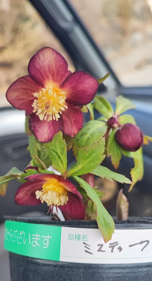 大木ナーサリー★ミスティーク★早い者勝ち