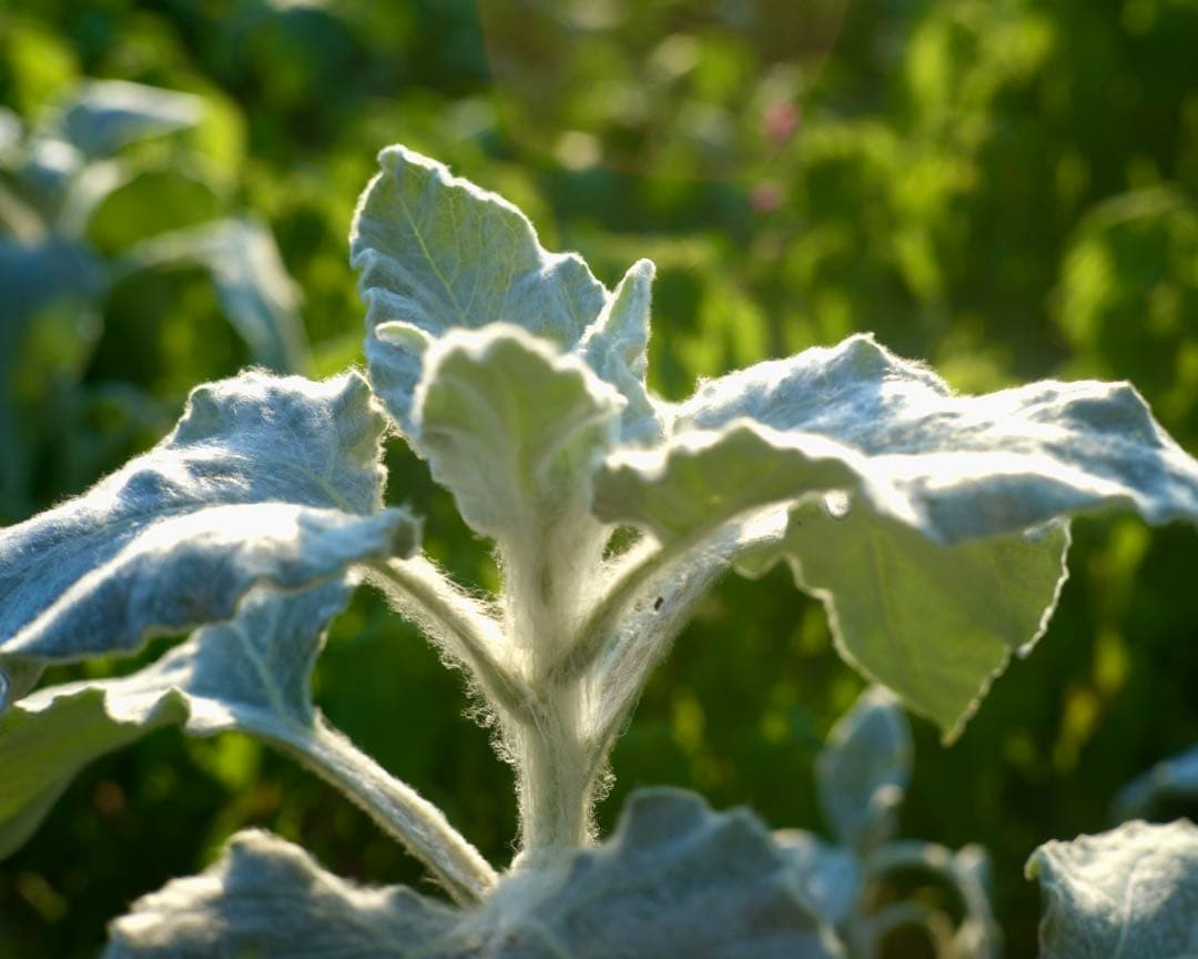 銘レンズFujinon 45mm Fujinon1.8 和製ズミクロン