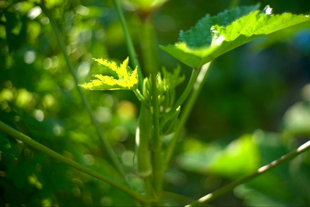 銘レンズFujinon 45mm Fujinon1.8 和製ズミクロン