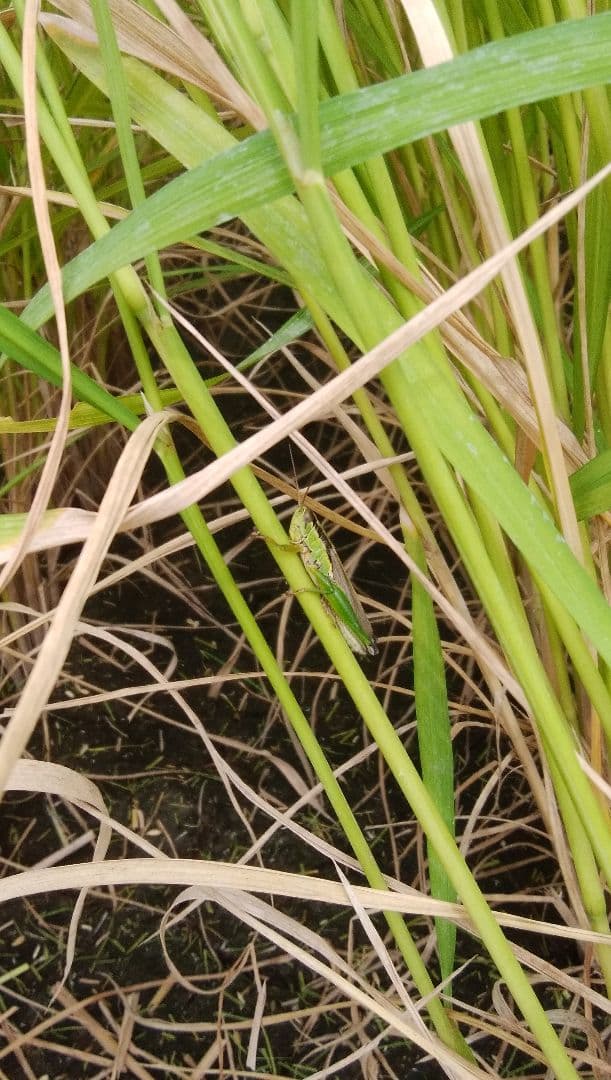 7年　秋田県産　あきたこまち　玄米　10キロ　【低農薬　低化学肥料】