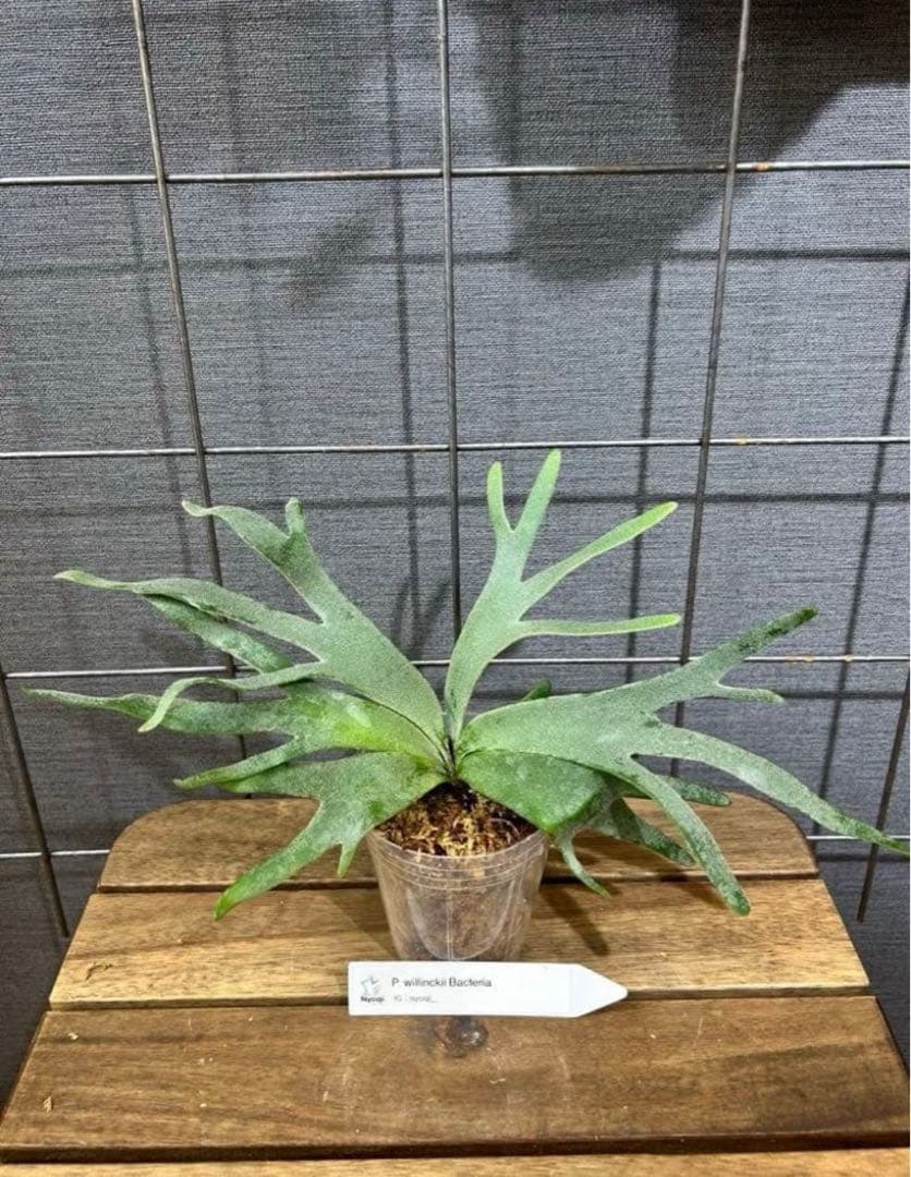 mape おまとめP. Bacteria (TC)【51】【41】【40】