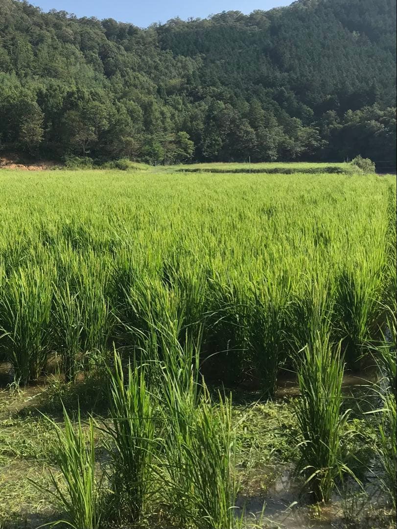 Natural farming自然栽培玄 免疫活性化伊藤悦男 アポトーシス 食養