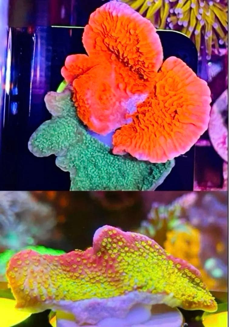 Forest Fire&Green➕Red&Green➕Rainbowセット