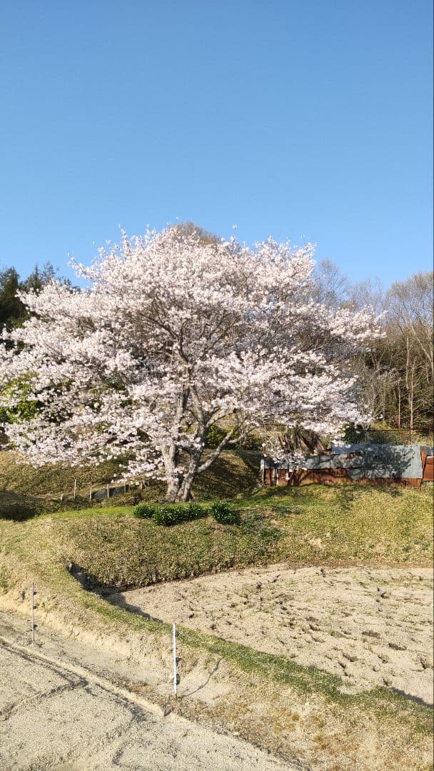 国産純粋百花はちみつ【600グラム4本】無添加 　非加熱生蜂蜜