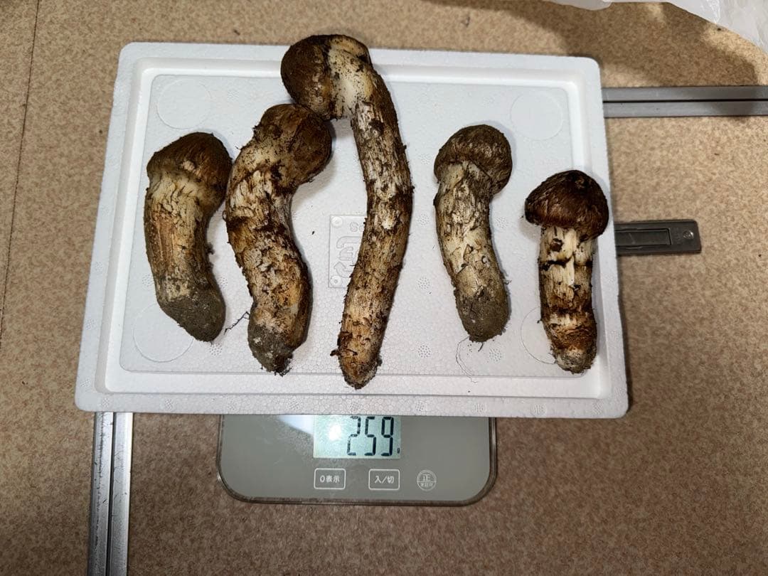 【10月20日朝採れ】広島県産松茸つぼみ　259グラム