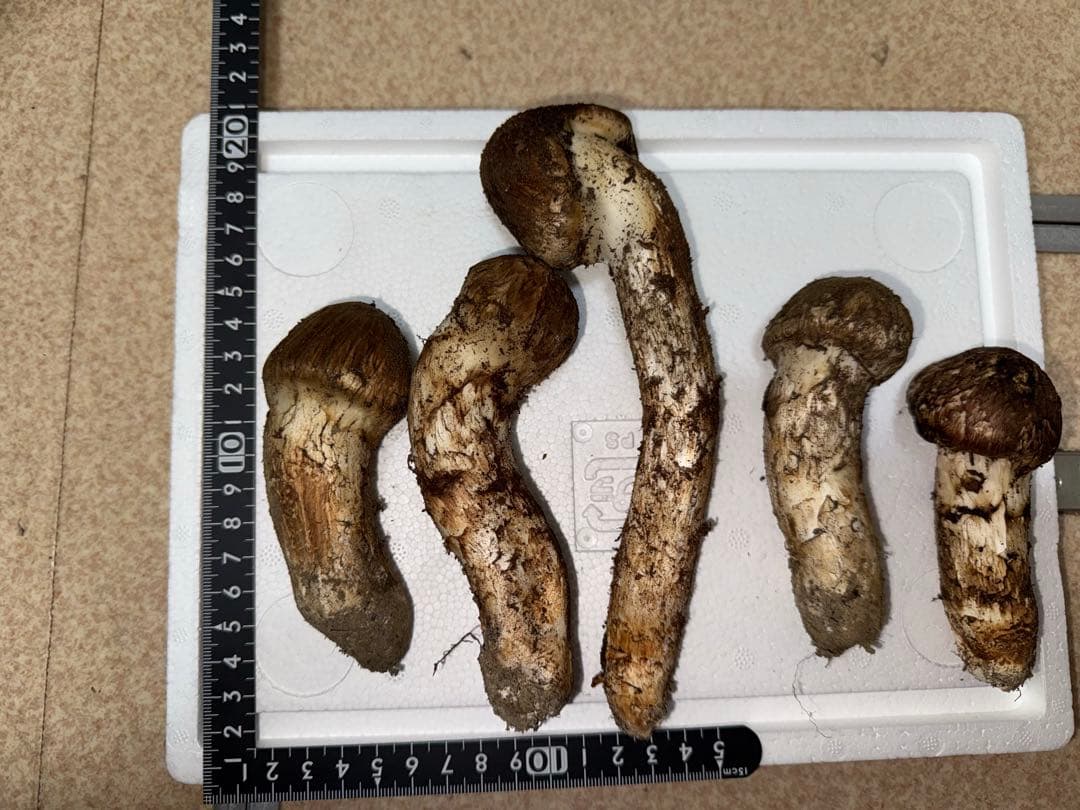 【10月20日朝採れ】広島県産松茸つぼみ　259グラム