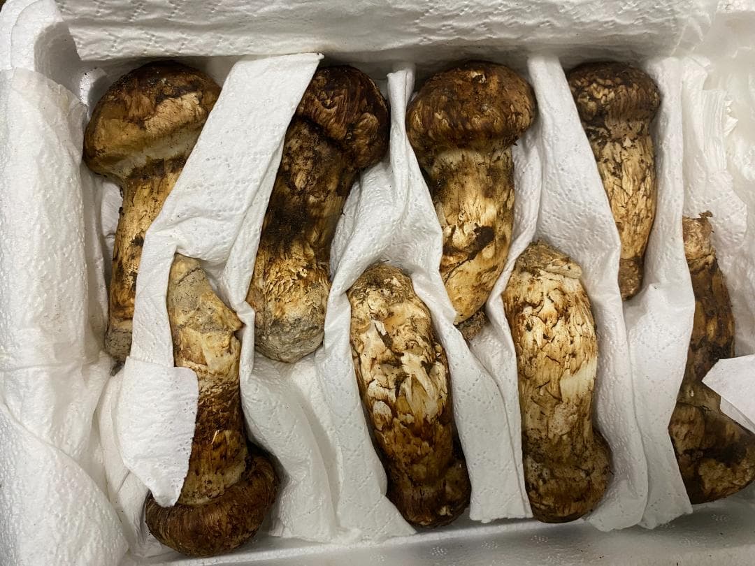 新鮮 マツタケ １ｋｇ・蕾