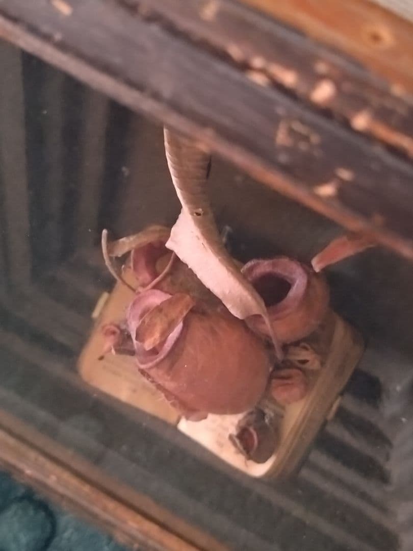 はいいろオオカミ+ 花屋西別府商店