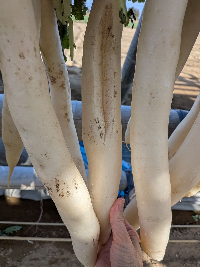 干し大根　訳あり　不揃い　箱込み約20kg